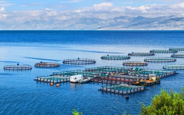 NETUNO agrees to contract for Venezuelan spiny lobster MSC Certification pre-assessment
