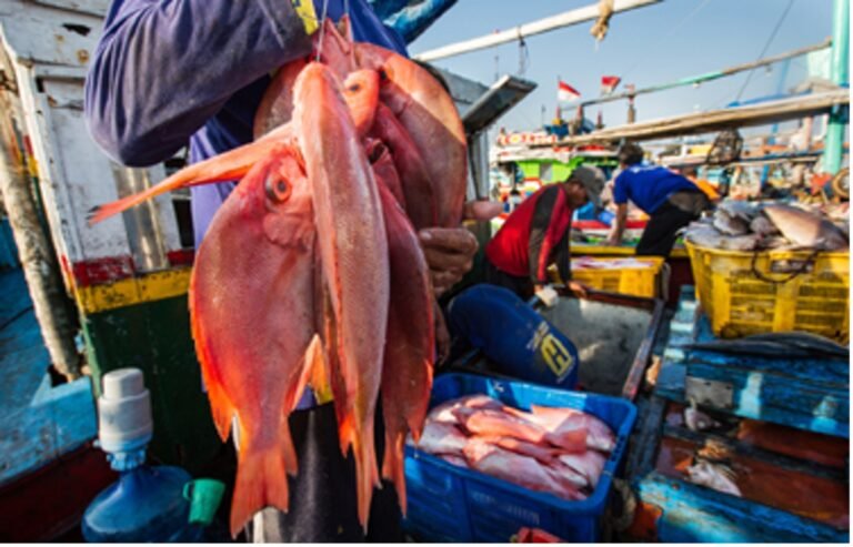 New fishery improvement projects in Indonesia cover tuna, snapper, and grouper