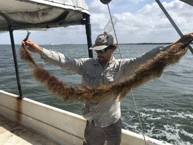 Seaweed Pilot Farm Project